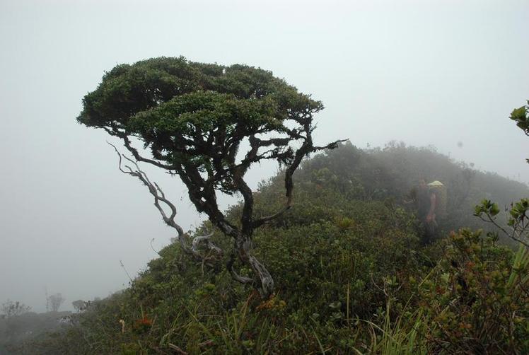 Mount Hamiguitan