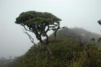 Mount Hamiguitan photo