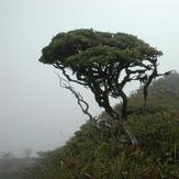 Mount Hamiguitan