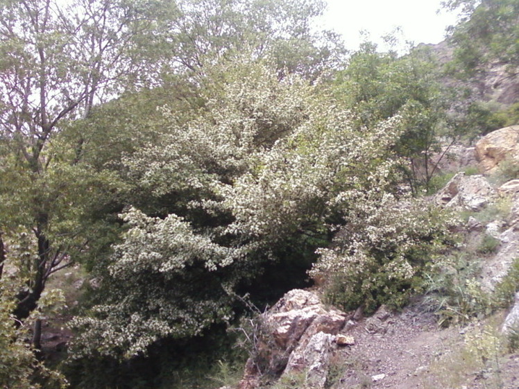 Kolakchal shelter