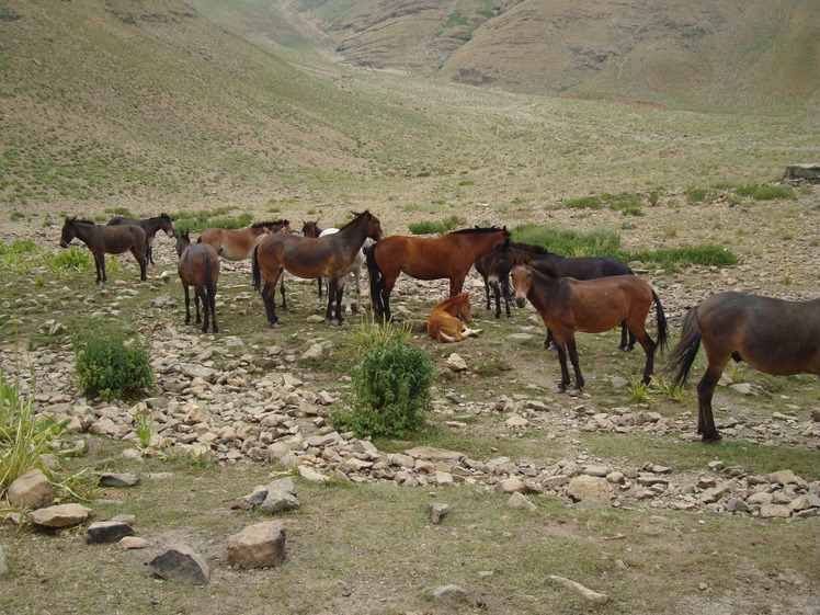 Shekarab, Tochal