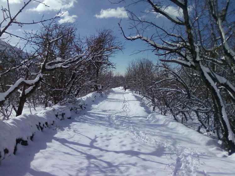 Dasht-e- havij, Damavand (دماوند)