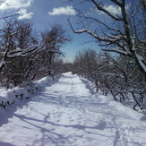 Dasht-e- havij, Damavand (دماوند)