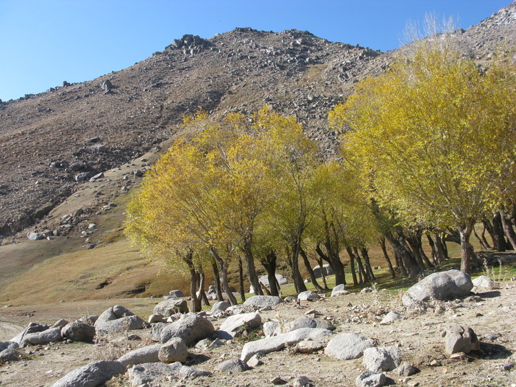 naser ramezani :  alvand, Alvand (الوند)