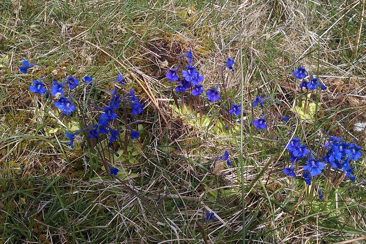 Spring Gentian on Musheramore