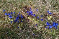 Spring Gentian on Musheramore photo