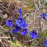 Spring Gentian on Musheramore