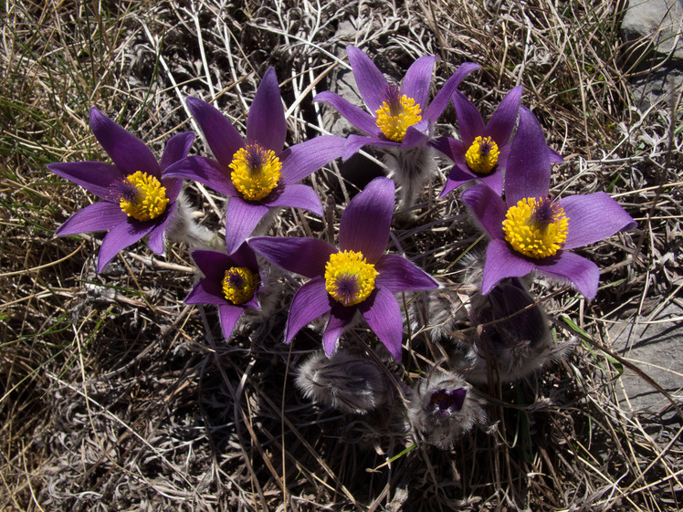 Sasa, Velebit