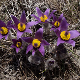 Sasa, Velebit