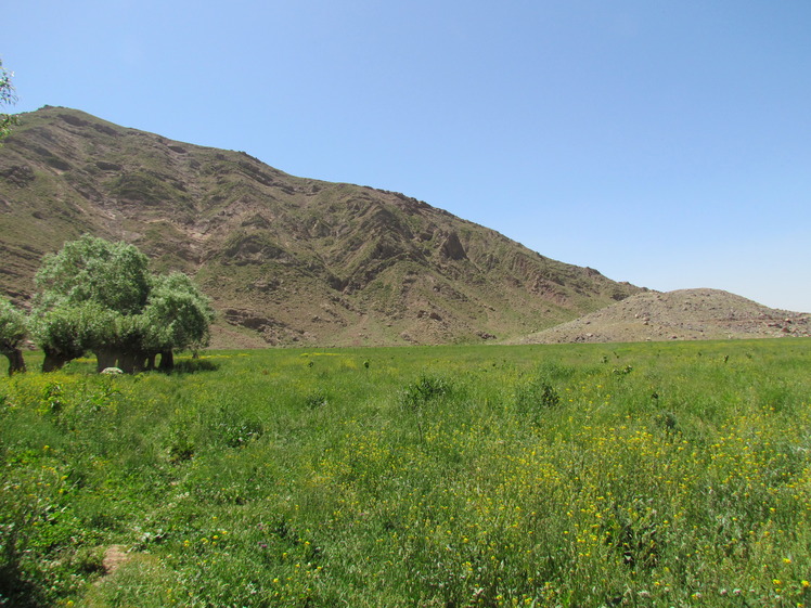 naser ramezani :  plain of garchal(dashte havij), Damavand (دماوند)
