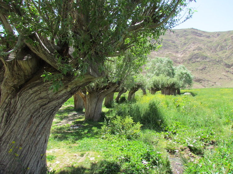 naser ramezani :  plain of garchal(dashte havij), Damavand (دماوند)