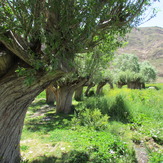 naser ramezani :  plain of garchal(dashte havij), Damavand (دماوند)