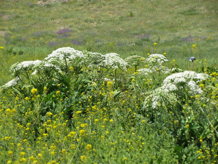 naser ramezani :  plain of garchal(dashte havij), Damavand (دماوند)