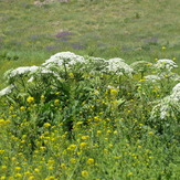 naser ramezani :  plain of garchal(dashte havij), Damavand (دماوند)