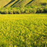 Ali Saeidi NeghabeKoohestaN, Damavand (دماوند)