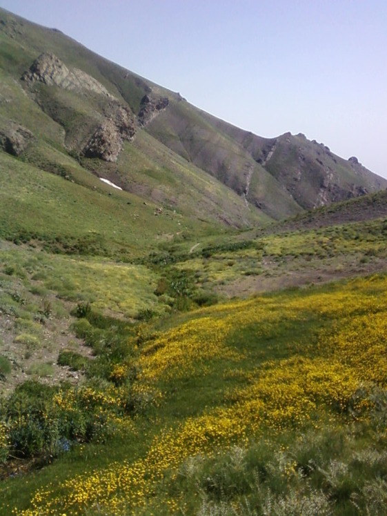 Piyazchal spring