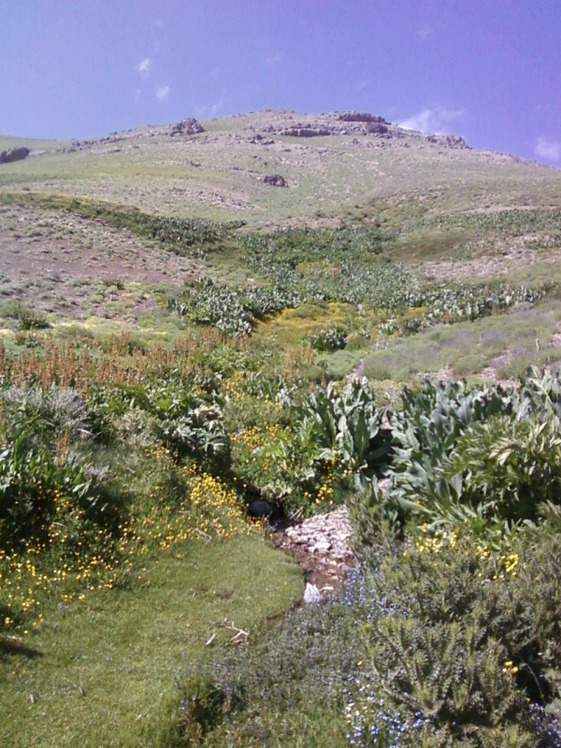 Piyazchal spring, Kolakchal