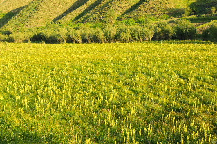 Ali Saeidi NeghabeKoohestaN, Damavand (دماوند)