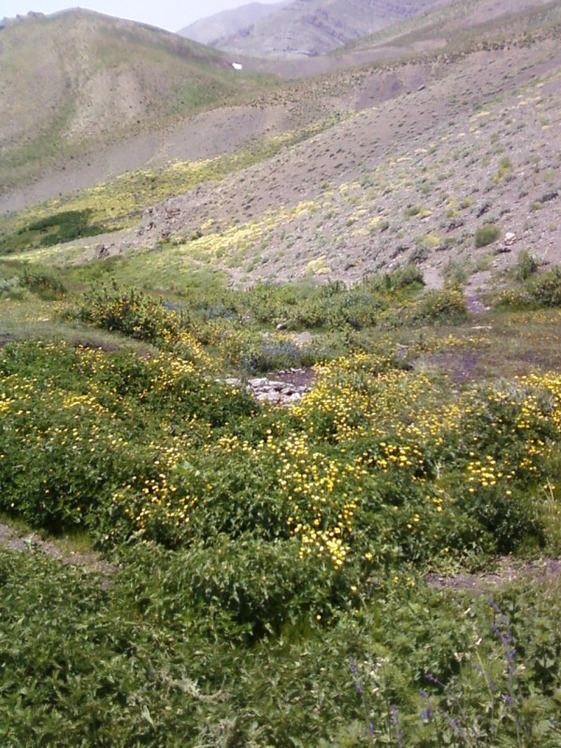 Piyazchal spring, Kolakchal