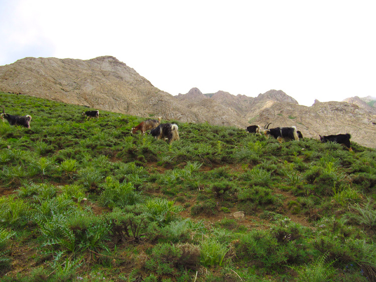 Ali Saeidi NeghabeKoohestaN, Damavand (دماوند)