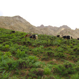 Ali Saeidi NeghabeKoohestaN, Damavand (دماوند)