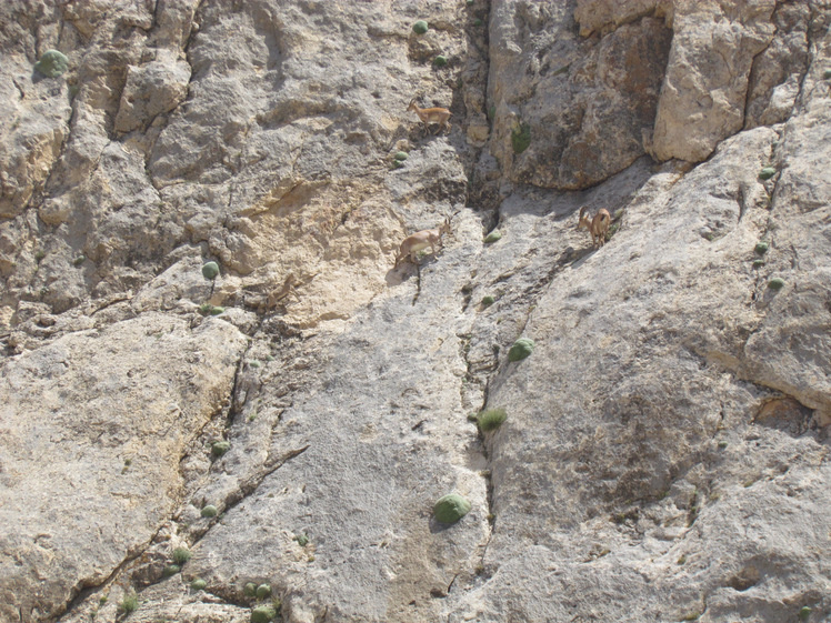 naser ramezani : Laar protected area, Damavand (دماوند)