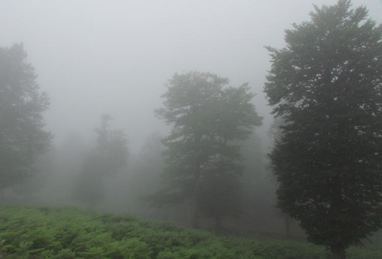 naser ramezani :  foggy forest in khalkhal road, سبلان