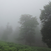 naser ramezani :  foggy forest in khalkhal road, سبلان