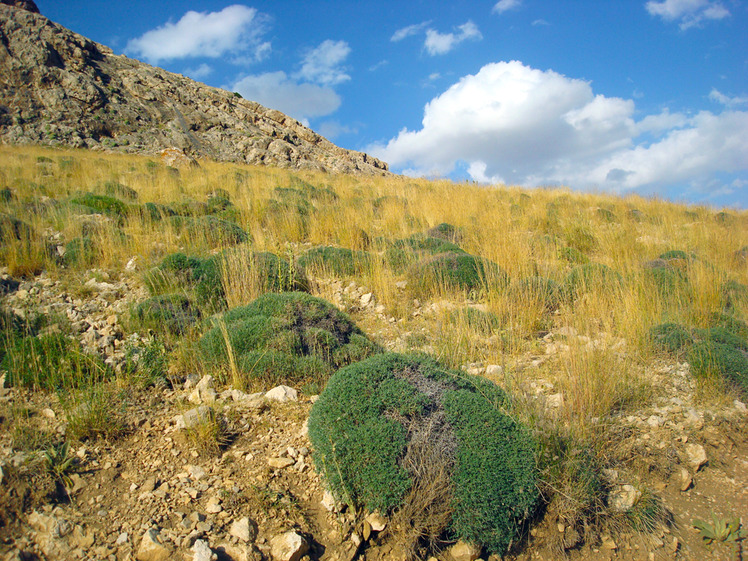 Ali Saeidi NeghabeKoohestaN, Damavand (دماوند)