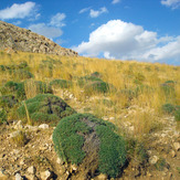 Ali Saeidi NeghabeKoohestaN, Damavand (دماوند)