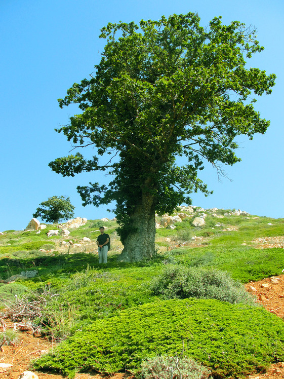 Ali Saeidi NeghabeKoohestaN, Damavand (دماوند)