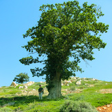 Ali Saeidi NeghabeKoohestaN, Damavand (دماوند)