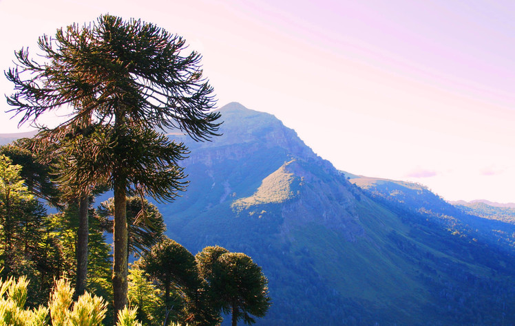 Valle del Naranjo, Lonquimay