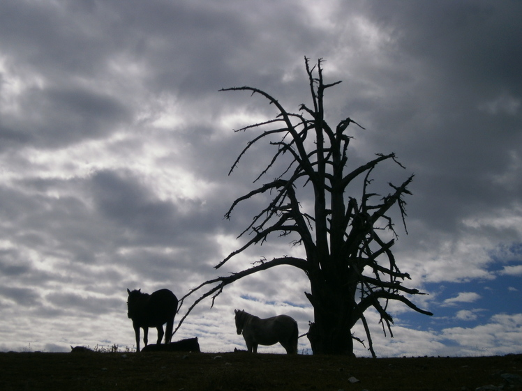 OLYTMPOS     HORSES, Mount Olympus