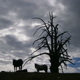 OLYTMPOS     HORSES, Mount Olympus