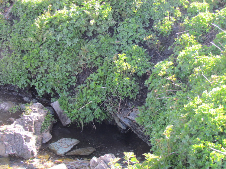 Naser Ramezani :  Piazchal Spring, Kolakchal