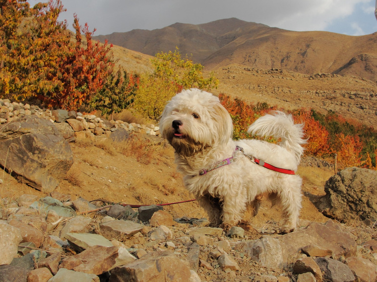 Ali Saeidi NeghabeKoohestaN, Damavand (دماوند)