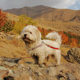 Ali Saeidi NeghabeKoohestaN, Damavand (دماوند)