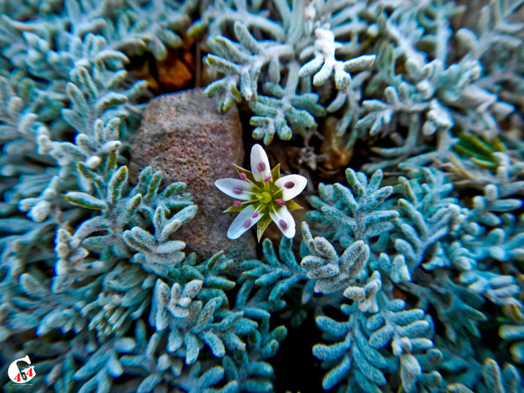 Mountain dorfak spring flowers