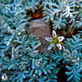 Mountain dorfak spring flowers