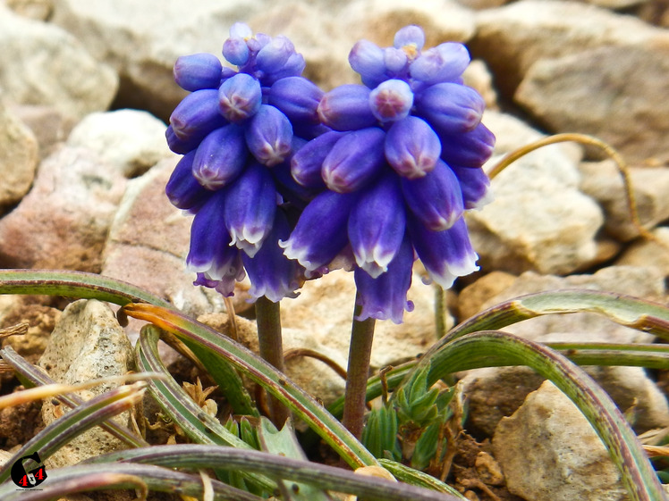 Mountain dorfak spring flowers
