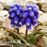 Mountain dorfak spring flowers