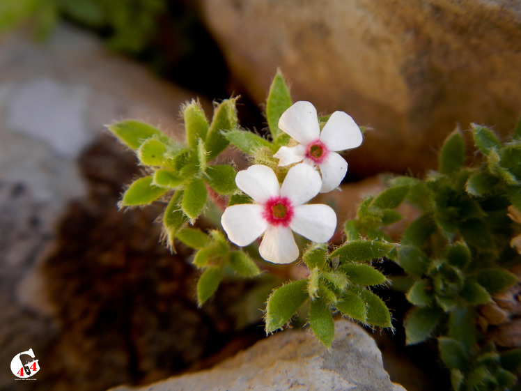 Mountain dorfak spring flowers