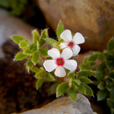 Mountain dorfak spring flowers