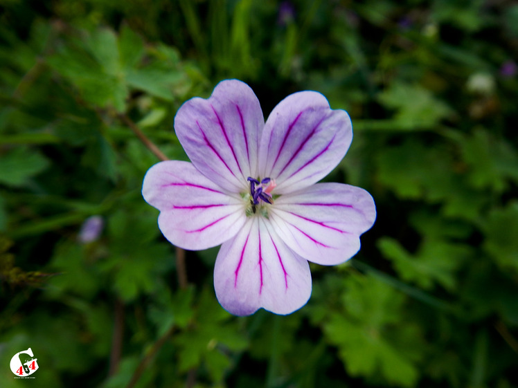 Mountain dorfak spring flowers