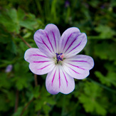 Mountain dorfak spring flowers