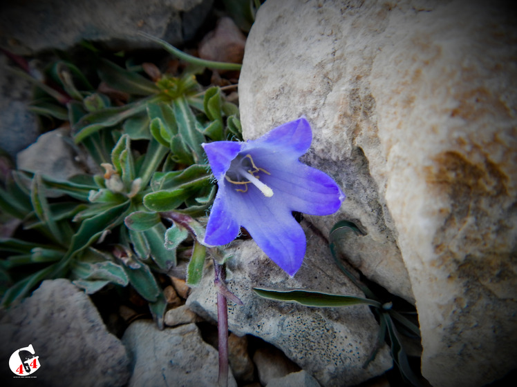 Mountain dorfak spring flowers