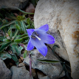 Mountain dorfak spring flowers