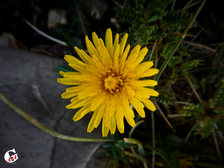 Mountain dorfak spring flowers