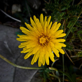 Mountain dorfak spring flowers